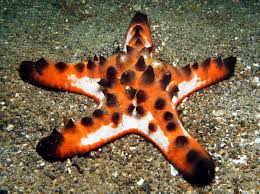 Choc Chip Star; Super Color – Protoreaster nodosus - Invertebrates