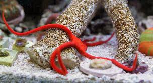 Red Serpent Starfish; Atl. – Ophioderma rubicundum - Invertebrates