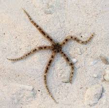 Tiger Brittle Star; Marshall Island – Ophiactis sp. - Invertebrates