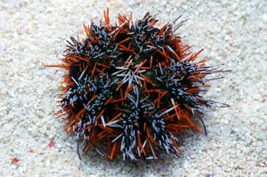 Pin Cushion Urchin – Tripneustes gratilla - Invertebrates