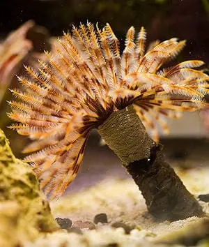 Feather Duster Large; Haw. – Sabella penicillus - Invertebrates