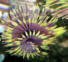 Feather Duster; Fountain Head Colored – Sabella sp. - Saltwater