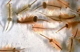 Artemia; Juv. Brine 2 Fluid Pints - Invertebrates