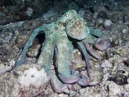 Caribbean Octopus – Octopus vulgaris - Invertebrates