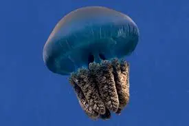 Jellyfish; Colored – Catastylus sp. - Invertebrates