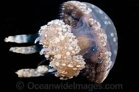 Jellyfish; Spotted – Mastigias sp. - Invertebrates