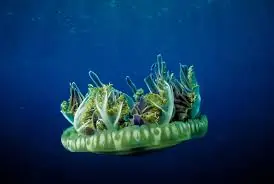 Jellyfish: Upsidedown: Color – Cassiopeia sp. - Invertebrates