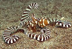 Zebra Octopus – Octopus chierchiae - Invertebrates