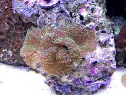 Hairy Mushroom – Rhodactis sp. w/ Scleractinia - Corals