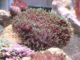 Hairy Mushroom; Green – Rhodactis sp. w/ Scleractinia - Corals