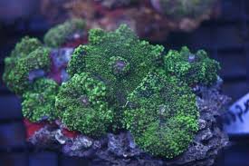 Ricordea Mushroom; Color – Ricordea sp. w/ Scleractinia - Corals