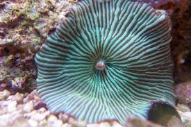 Striped Mushroom; Green – Discosoma sp. w/ Scleractinia - Corals