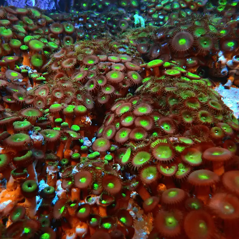 Button Polyp; Colored – Palythoa sp. w/Scleractinia sp. - Corals