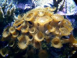 Button Polyp – Palythoa sp. w/Scleractinia sp. - Corals