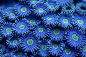 Colony Rock; Blue Steel – Zooanthid sp. - Corals