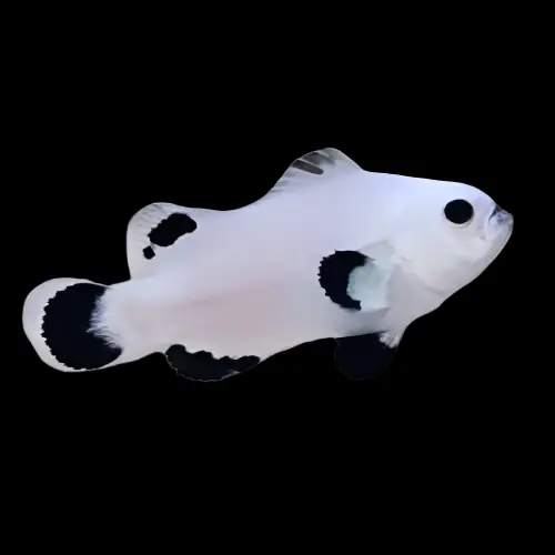 Snow Storm Ocellaris Clownfish Captive Bred Amphiprion ocellaris