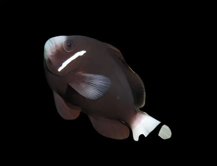 McCulloch's Clownfish Captive Bred Amphiprion mccullochi