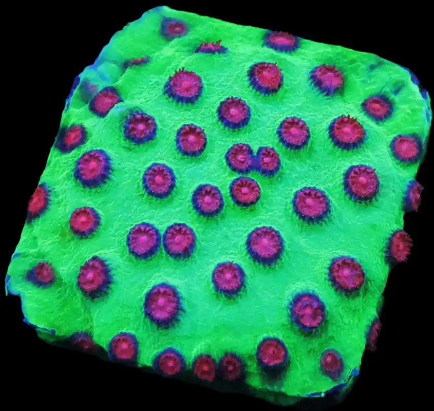 SDC Jingle Bells Cyphastrea; Cultured – Cyphastrea sp - Corals