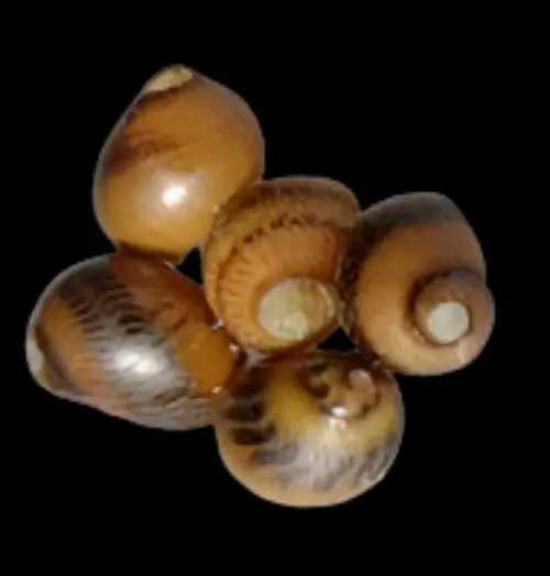 Nerite Snail; Yellow – Neritina vittina waigiensis - Invertebrates