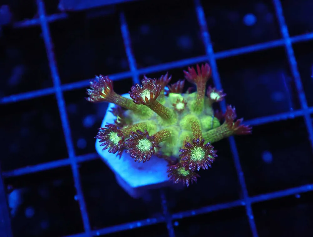 Z157 – - Saltwater