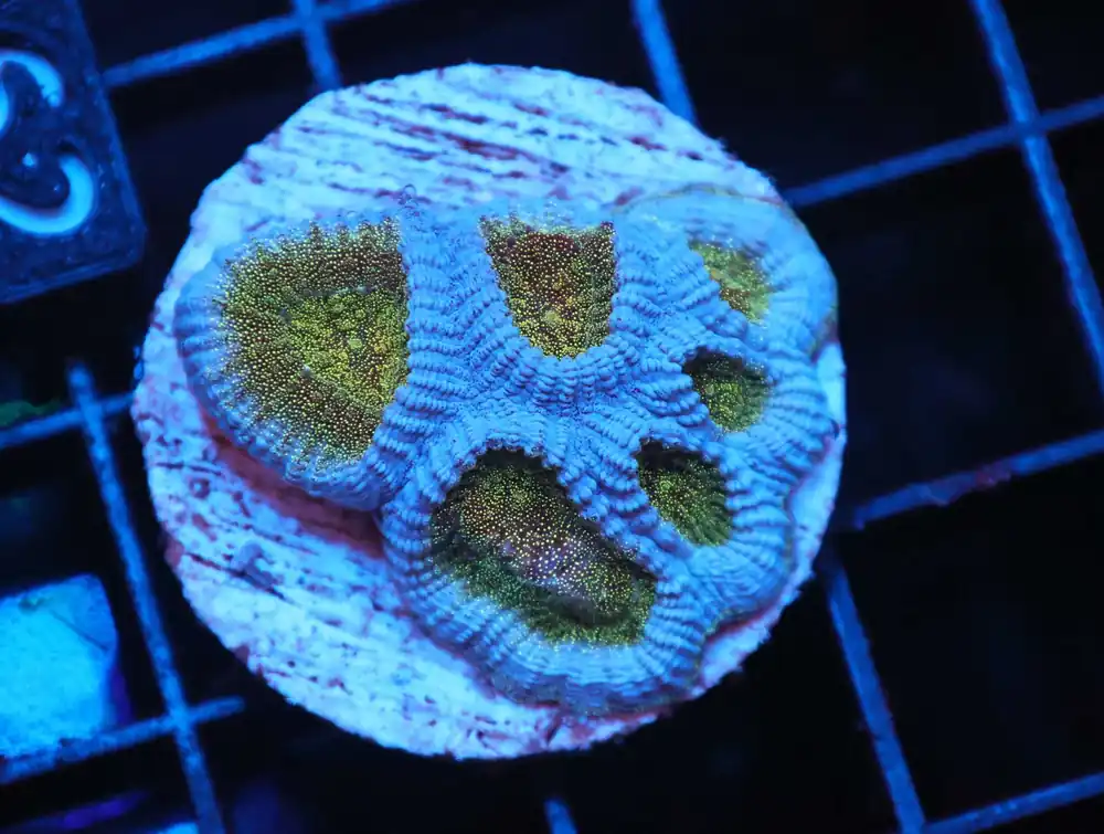 Z162 – - Saltwater