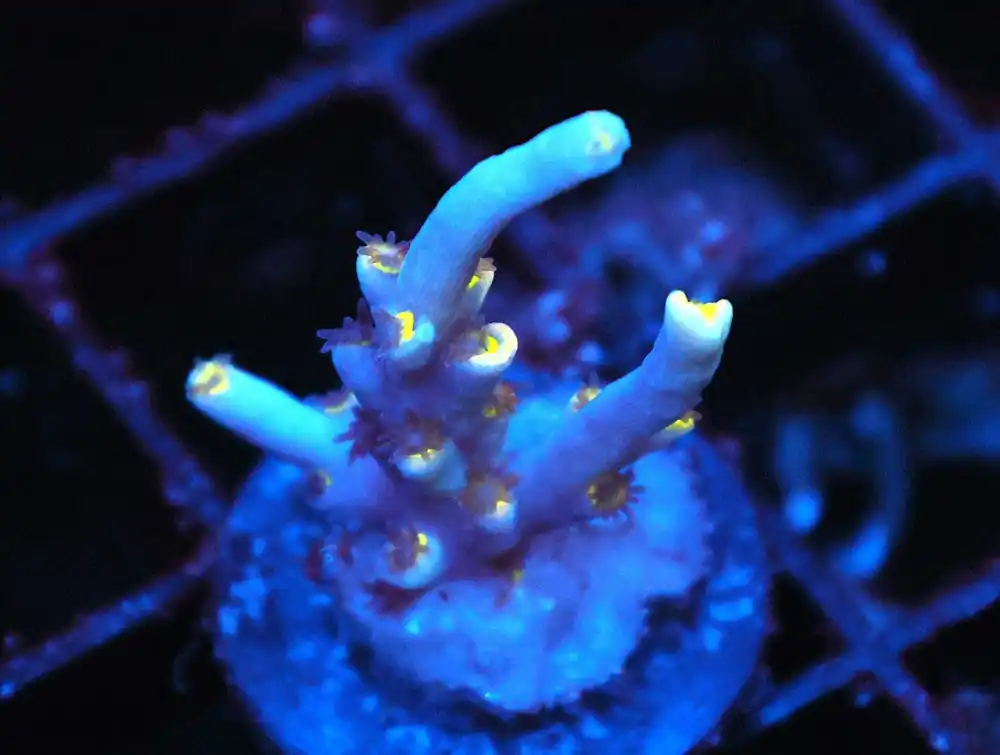 Z163 – - Saltwater