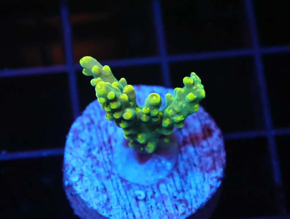 Z169 – - Saltwater