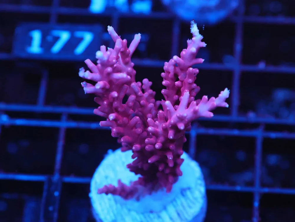 Z170 – - Saltwater