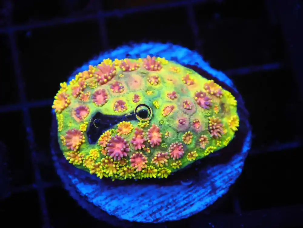 Z172 – - Saltwater
