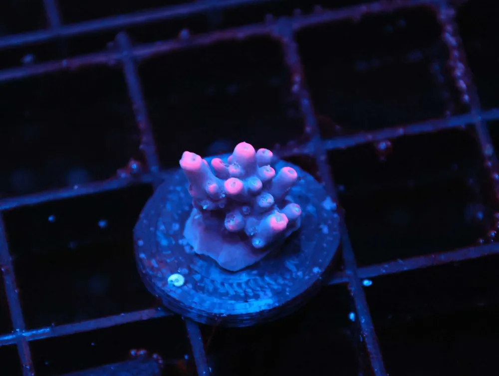 Z173 – - Saltwater