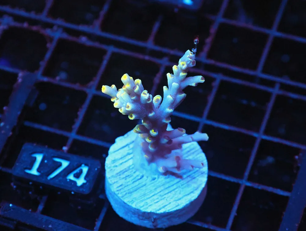 Z174 – - Saltwater