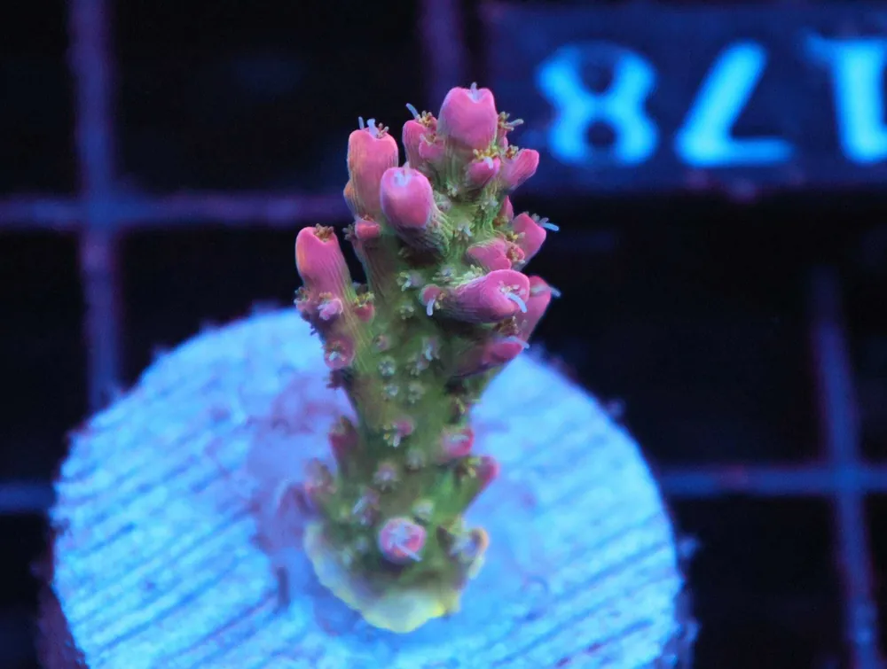 Z178 – - Saltwater
