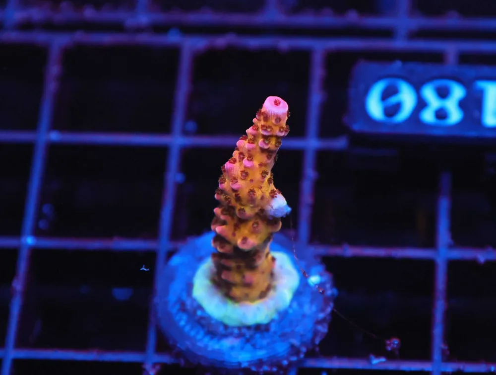 Z180 – - Saltwater