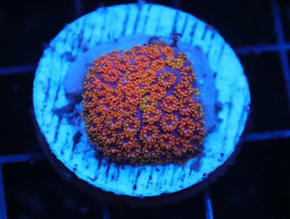 Z185 – - Saltwater
