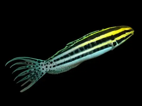 Striped Cateye (Zebra) Blenny; Tank Raised – Meiacanthus grammistes - Fish