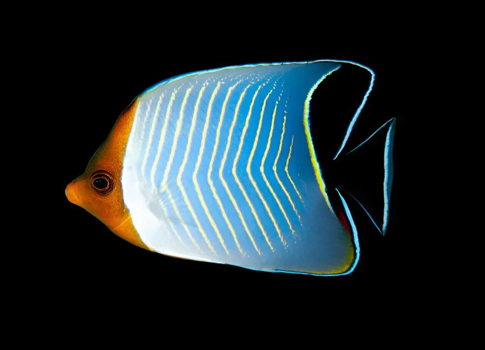Larvatus Butterflyfish Red Sea Chaetodon larvatus