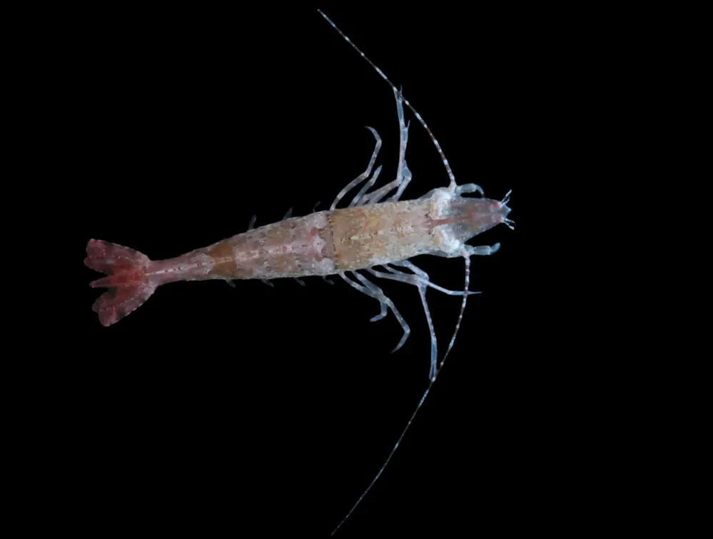 Fu Manchu Shrimp; ATL – Saron sp. - Invertebrates