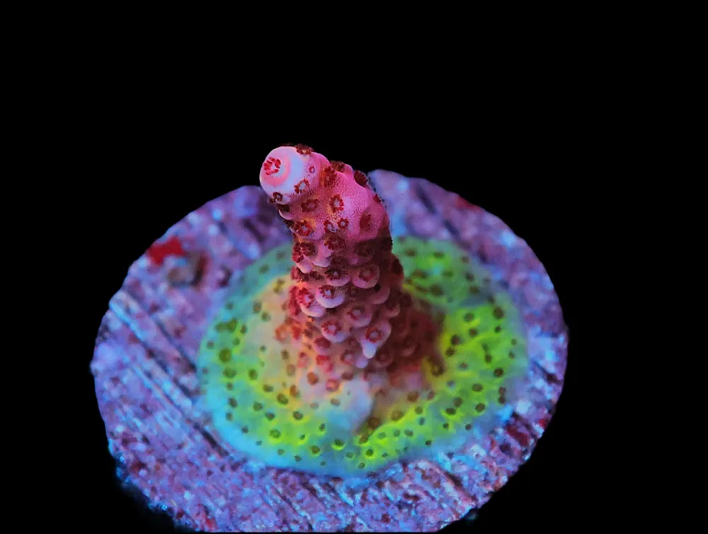 Supernova Acropora; Cultured - Acropora sp