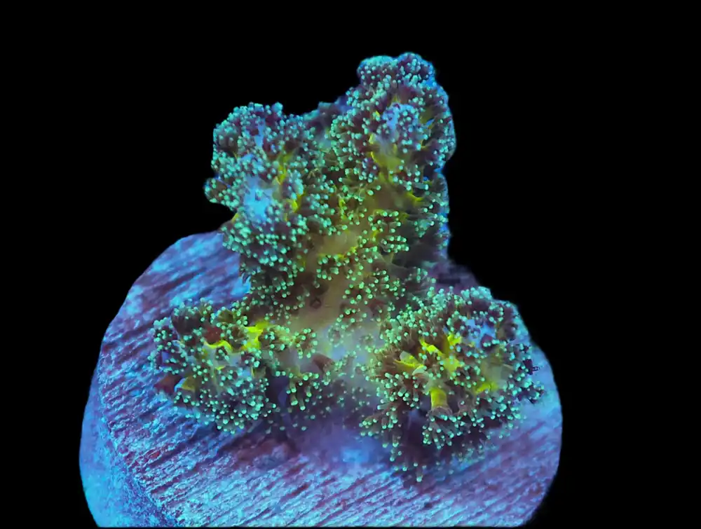 Pickle Juice Pocillopora; Cultured - Pocillopora sp