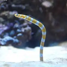 Orange Banded Garden Eel – Gorgasia preclara - Fish