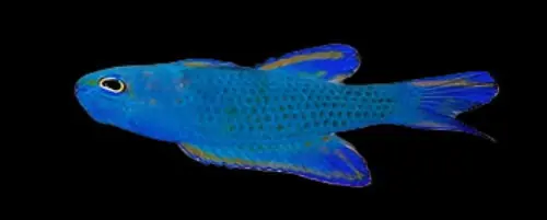 Randall's Assessor Basslet Assessor randalli - Fish