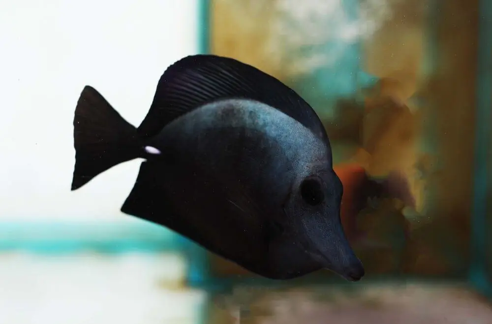 Black Tang Zebrasoma rostratum - Fish