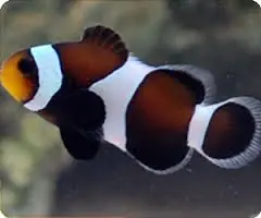 Black and White Ocellaris Clownfish Captive Bred Amphiprion ocellaris