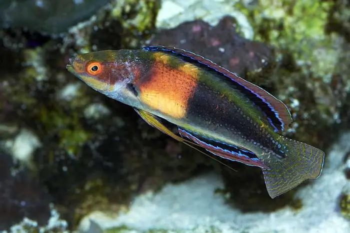 Balteatus Fairy Wrasse; Female; Marshall Island – Cirrhilabrus balteatus - Fish