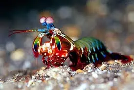 Mantis Shrimp; Peacock – Odontodactylus sp. - Invertebrates