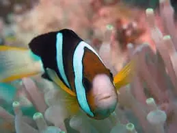 Clarkii Clownfish Captive Bred Amphiprion clarkii