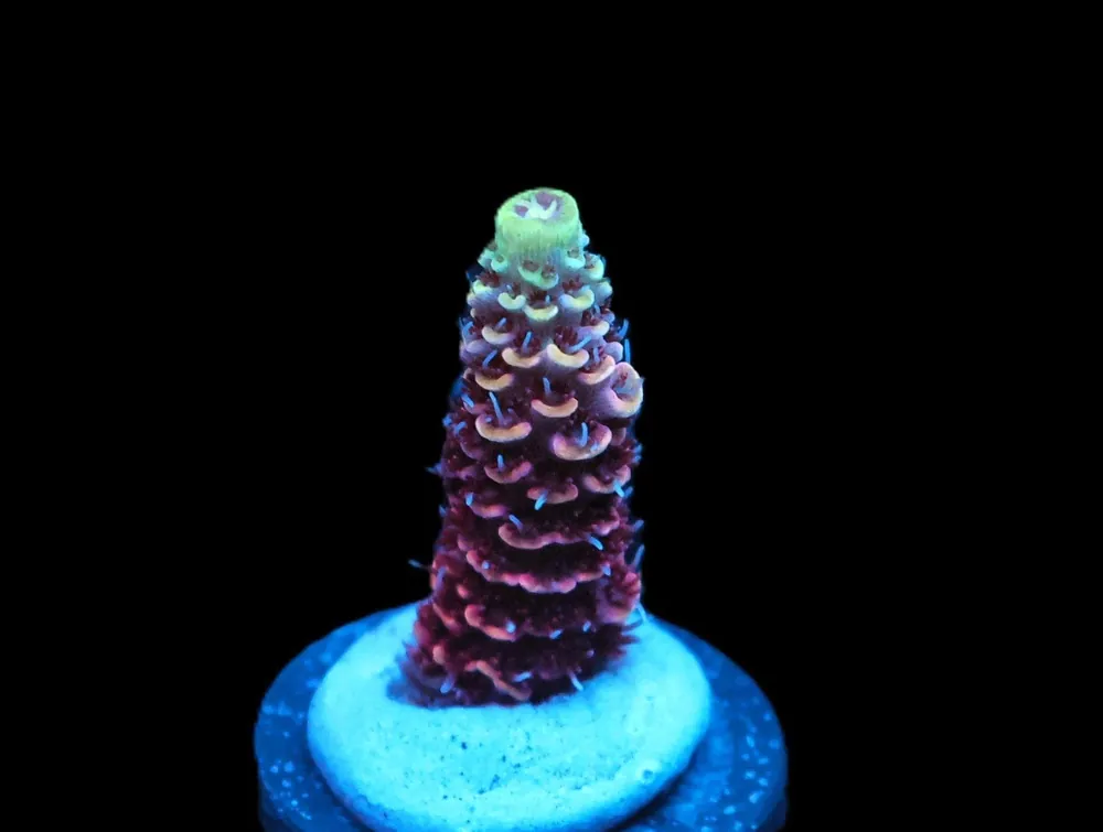 Donkey Kong Acro; Cultured - Acropora sp