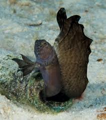 Hatian Tube Blenny; Atl. – Emblemaria pandionis - Fish