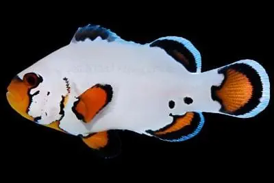 Snowflake Clownfish; Flurry Captive Bred. - Amphiprion ocellaris (Snowflake)
