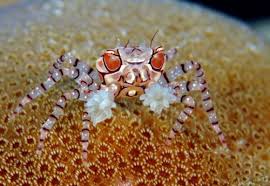 Pom Pom Crab – Lybia tessellata - Invertebrates